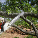 What Do Tree Services Do?